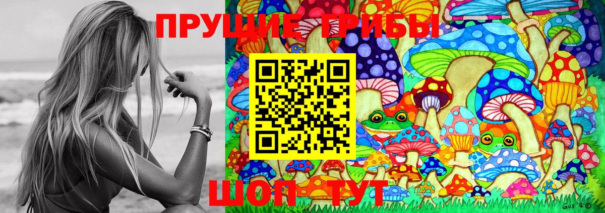 Псилоцибиновые грибы GOLDEN TEACHER  Вход с VPN  Тверь  Псилоцибиновые грибы Psilocybe 